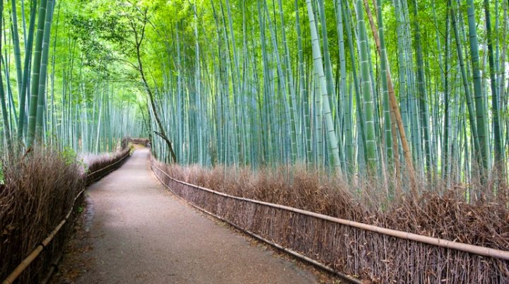 0bbf98a5a2d3a65c4e17feb1baa630ff-arashiyama-bamboo-grove